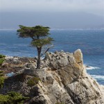 Lone Cypress
