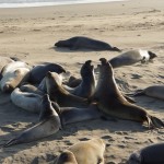 Seelefanten am Strand von Piedras Blancas